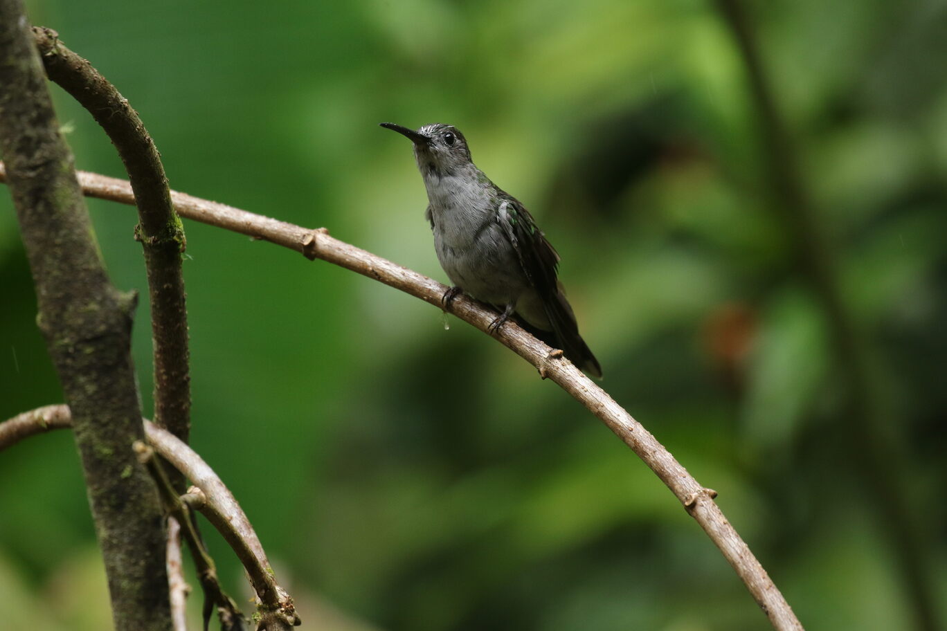 GRAY-BREASTED SABREWING